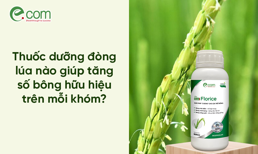 Thuốc Dưỡng Đòng Lúa