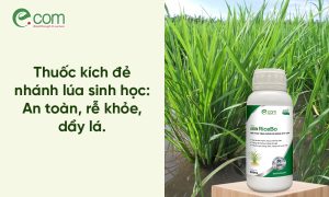 Thuốc Kích Đẻ Nhánh Lúa