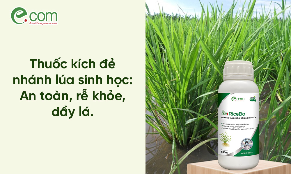 Thuốc Kích Đẻ Nhánh Lúa