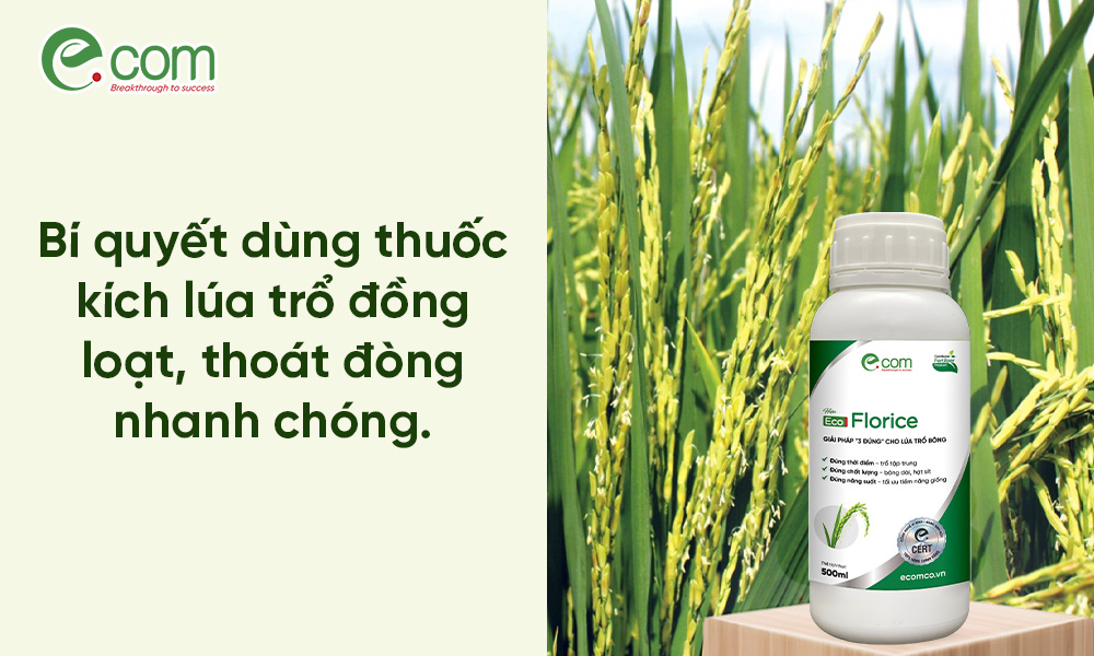 Thuốc Kích Lúa Trổ