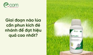 Thuốc Lúa Nở Bụi