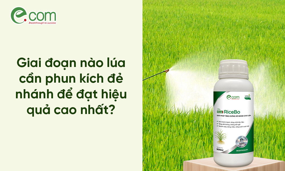 Thuốc Lúa Nở Bụi