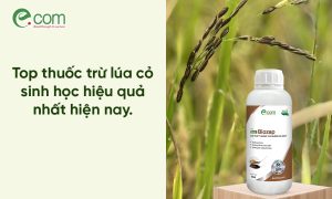 Thuốc Trừ Lúa Cỏ Sinh Học