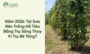 Trồng Hồ Tiêu
