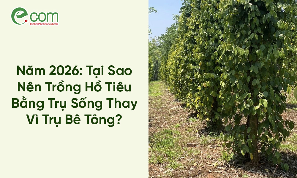 Trồng Hồ Tiêu