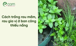 Trồng Rau Ban Công Thiếu Nắng