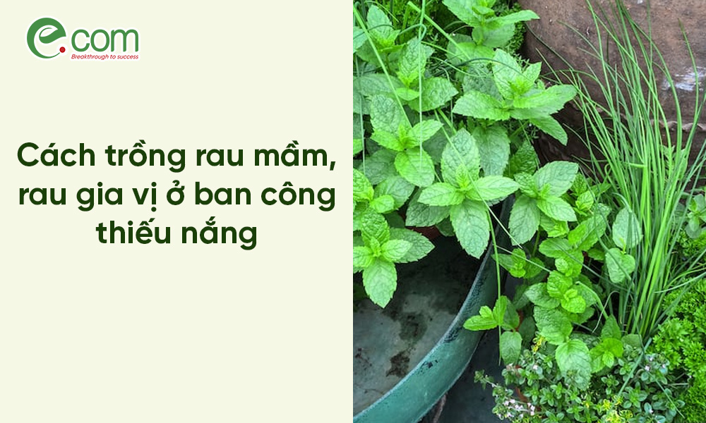 Trồng Rau Ban Công Thiếu Nắng