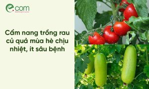 Trồng Rau Mùa Hè