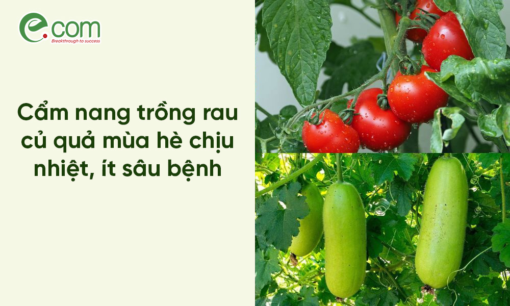 Trồng Rau Mùa Hè