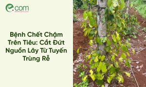 Tuyến trùng rễ hồ tiêu