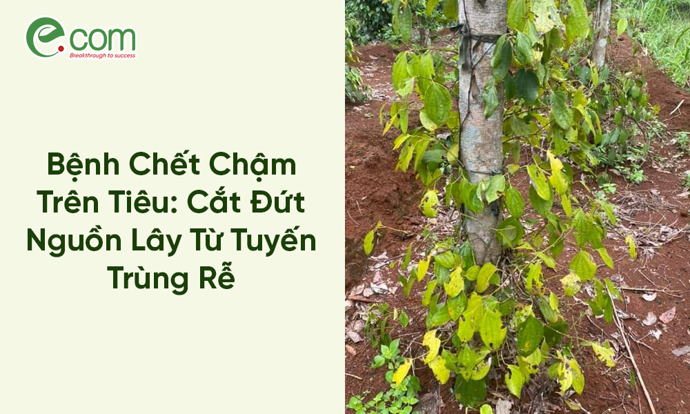 Tuyến trùng rễ hồ tiêu