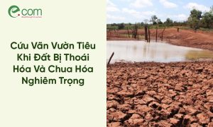 Xử Lý Đất Trồng Tiêu