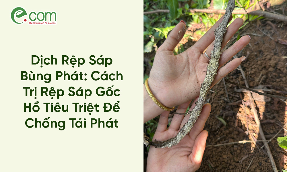 Xử Lý Tuyến Trùng Rễ