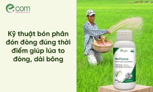 bón phân đón đòng