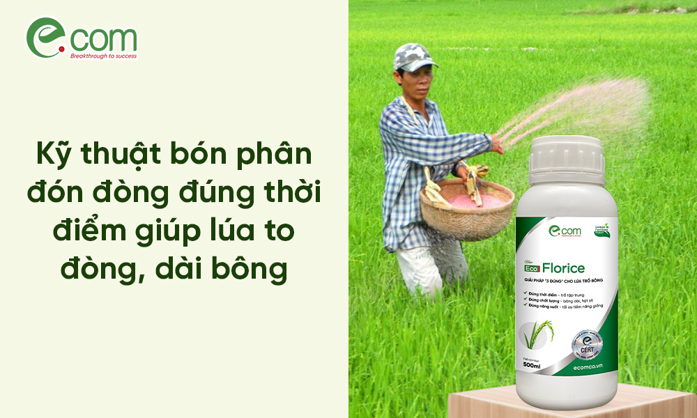 bón phân đón đòng