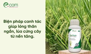 giải pháp chống đổ ngã