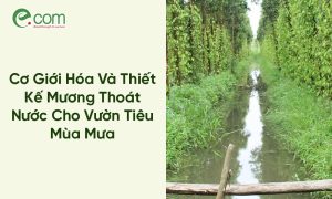 hồ tiêu mùa mưa