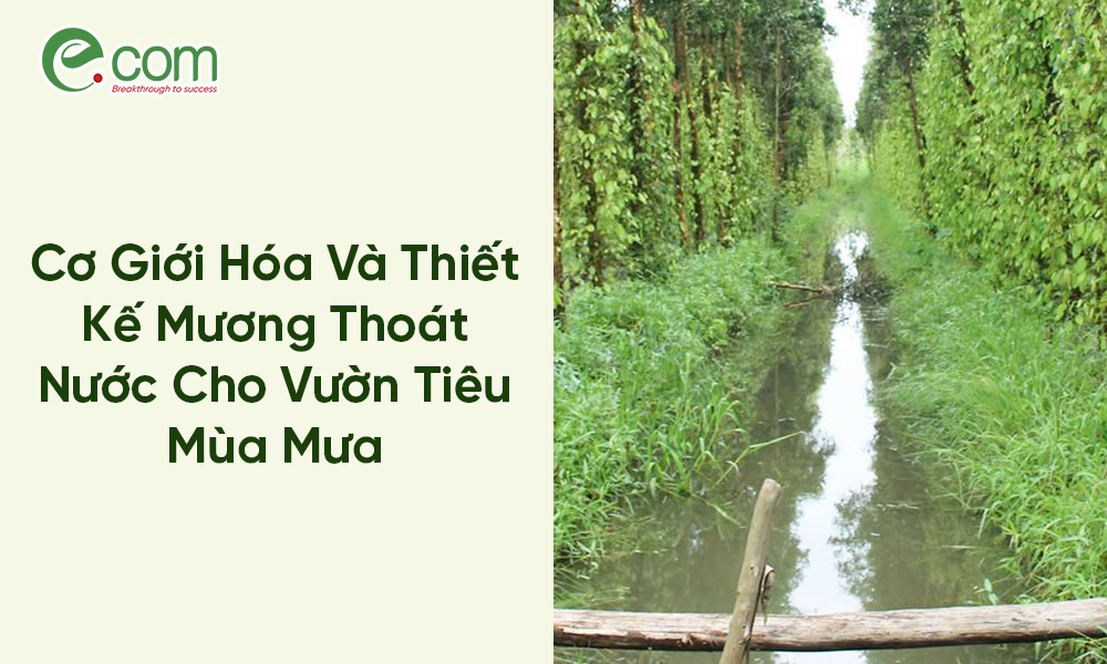 hồ tiêu mùa mưa
