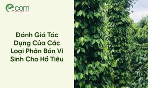 phân bón vi sinh cho hồ tiêu