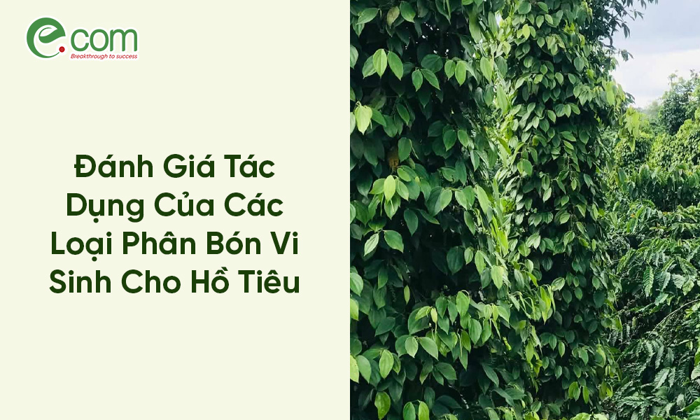 phân bón vi sinh cho hồ tiêu