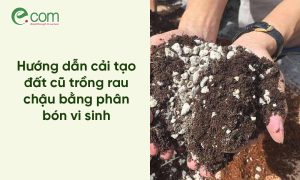 cách xử lý đất
