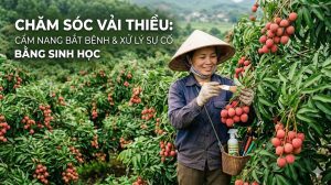 Chăm Sóc Vải Thiều