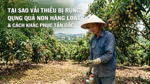 Vải Thiều Bị Rụng Quả Non