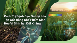 Bệnh Đạo Ôn Hại Lúa