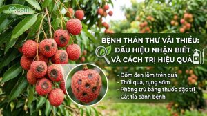 Bệnh Thán Thư Vải Thiều