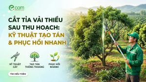 Cắt Tỉa Vải Thiều