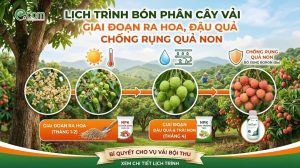 Lịch Trình Bón Phân Cây Vải