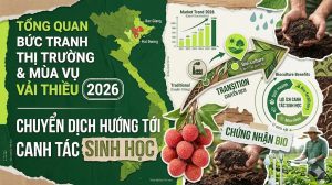 Mùa Vụ Vải Thiều 2026