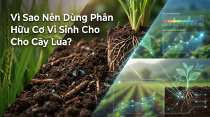 Phân Hữu Cơ Vi Sinh Cho Cây Lúa