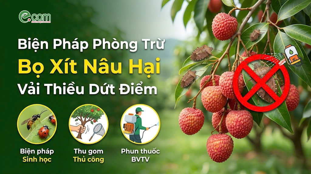 Phòng Trừ Bọ Xít Nâu