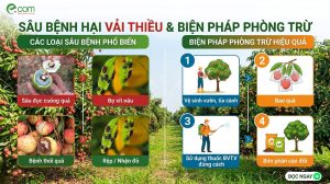 Sâu Bệnh Hại Vải
