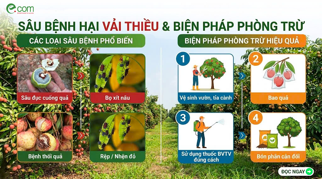 Sâu Bệnh Hại Vải
