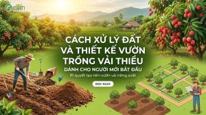Trồng Vải Sinh Học