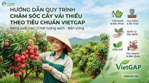Trồng Vải VietGAP