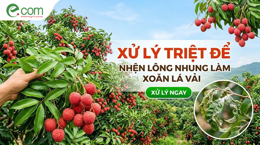 Xoăn Lá Vải