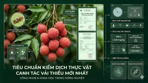 Canh Tác Vải Thiều Đạt Chuẩn