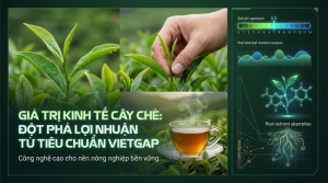 cây chè VietGAP