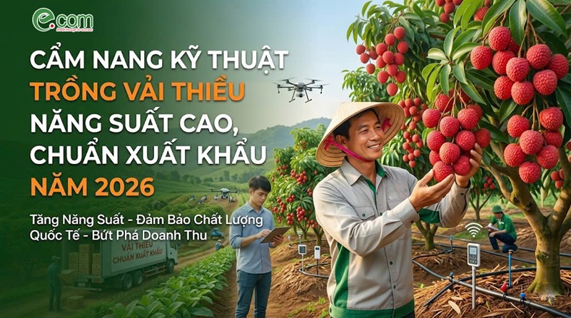 Trồng Vải Thiều 2026