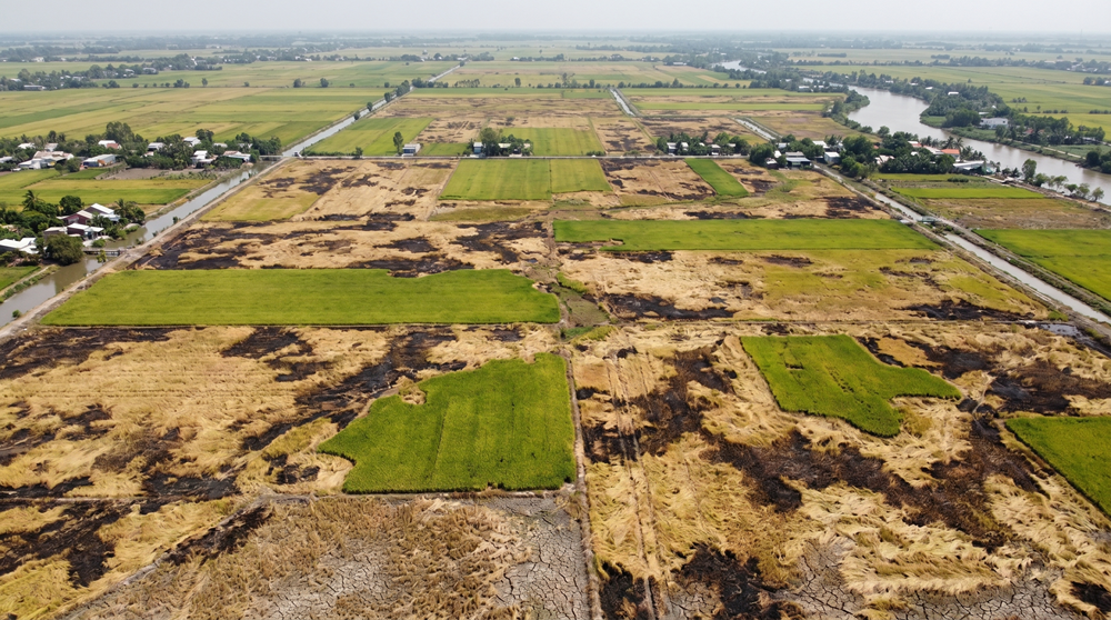 một cánh đồng lúa tại Long An bị cháy rầy
