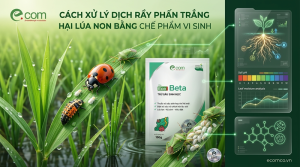 Dịch Rầy Phấn Trắng Hại Lúa Non