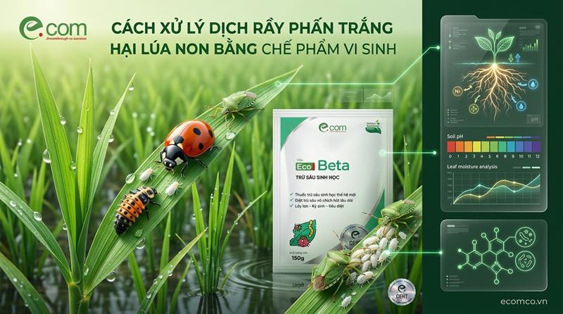 Dịch Rầy Phấn Trắng Hại Lúa Non