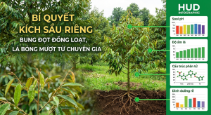 Kích Sầu Riêng Bung Đọt
