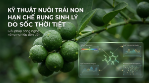 Nuôi Trái Non