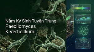 Nấm Ký Sinh Tuyến Trùng
