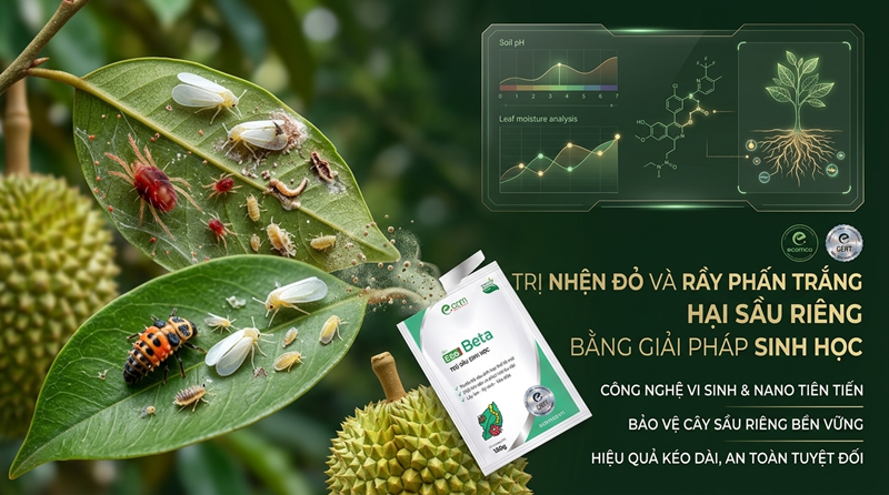 Nhện Đỏ Và Rầy Phấn Trắng Hại Sầu Riêng