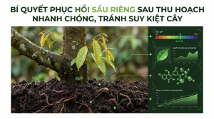 Phục Hồi Sầu Riêng